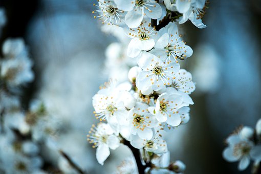 Blume, Feder, Pflanze, Garten, Floral