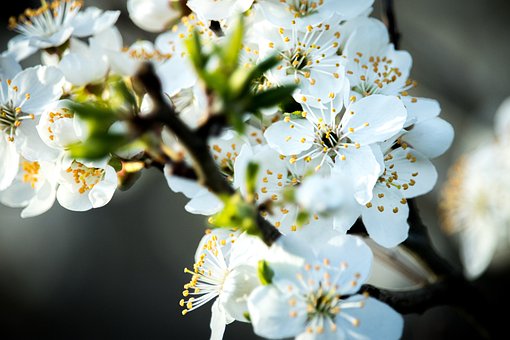 Blume, Feder, Pflanze, Garten, Floral