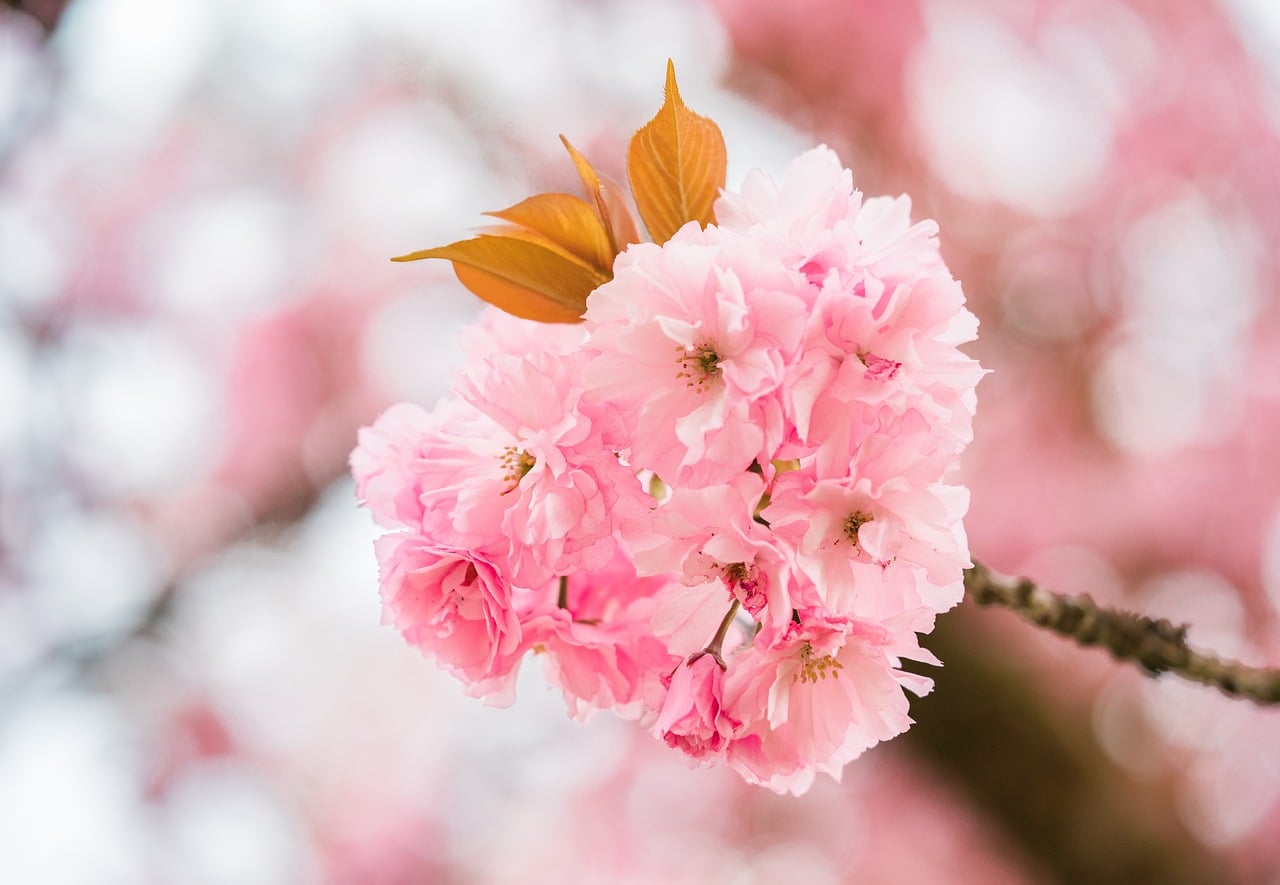 Cherry Blossom Nature Spring - Free photo on Pixabay