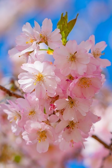 Čerešňový Kvet, Sakura, Ružový Kvet, Jar