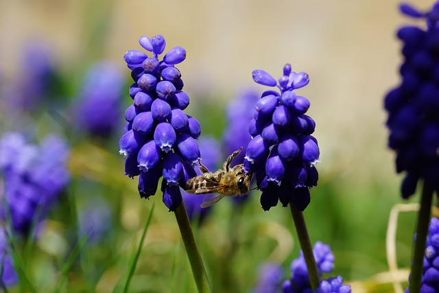 Abeja, Primavera, Prado, Hermosas Flores