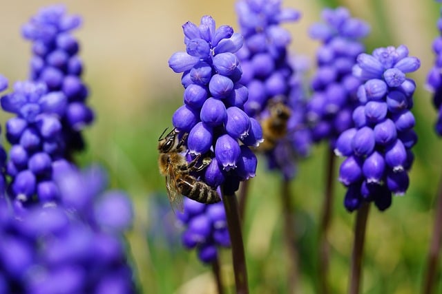 Primavera, Abeja, Sol, Fondo De La Flor