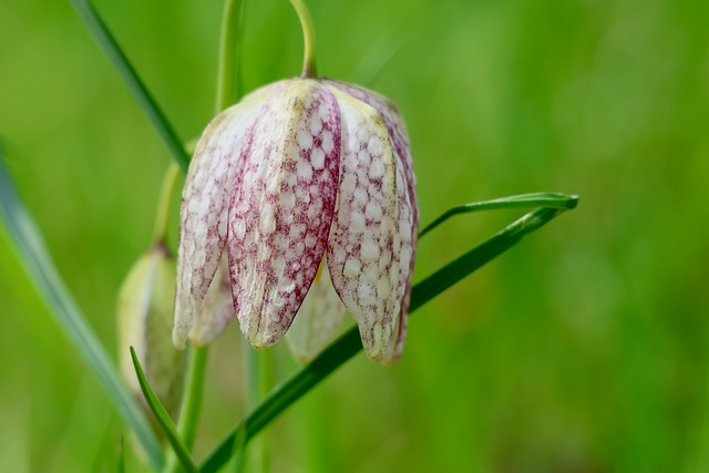 Free Snake'S Head Fritillary Spring Blossom photo and picture