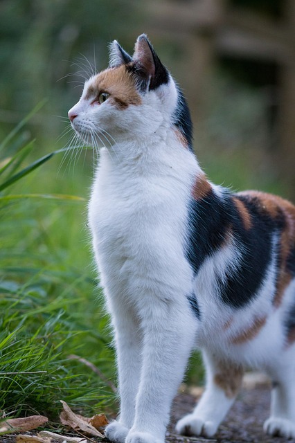 Free Cat Mascot photo and picture
