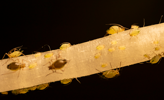 Free Aphid Insect photo and picture