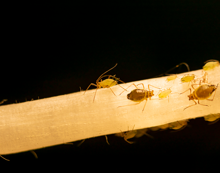 Free Aphid Macro Photography photo and picture