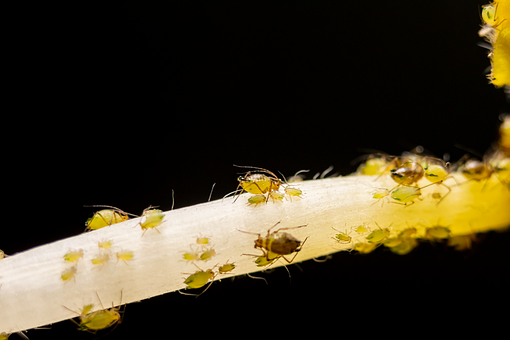 Free Insect Aphid photo and picture
