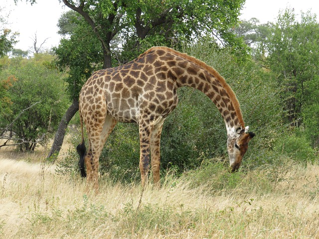 Free Giraffe Wildlife photo and picture