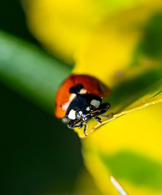 Free Ladybug Macro Photography photo and picture