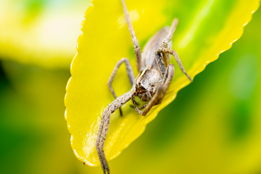 Free Spider Macro photo and picture