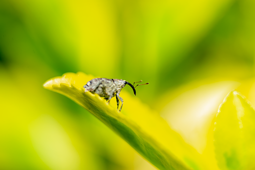 Free Weevil Desktop Backgrounds photo and picture