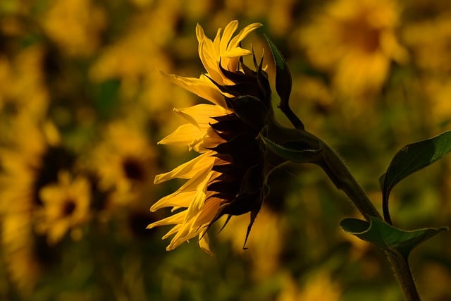 Free Sunflower Flower photo and picture
