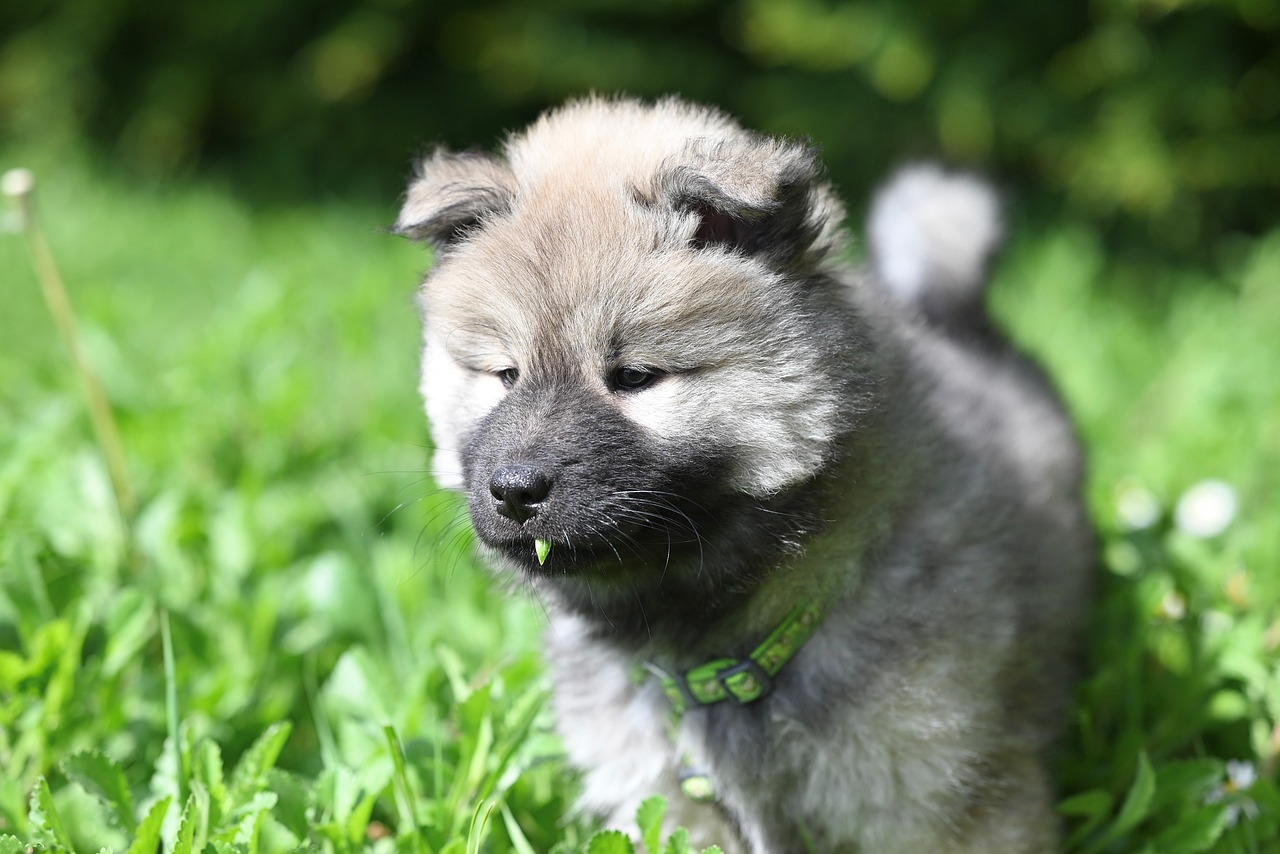 Bailo Eurasier Perrito Animal - Foto gratis en Pixabay
