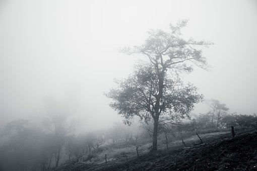Free Tree Fog photo and picture