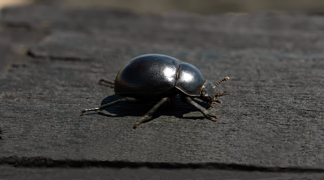 Free Beetle Nature photo and picture