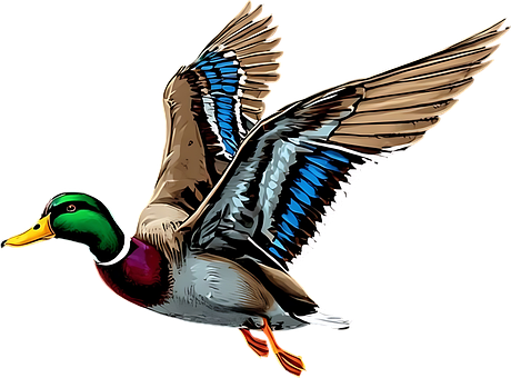 Free Mallard Duck illustration and picture