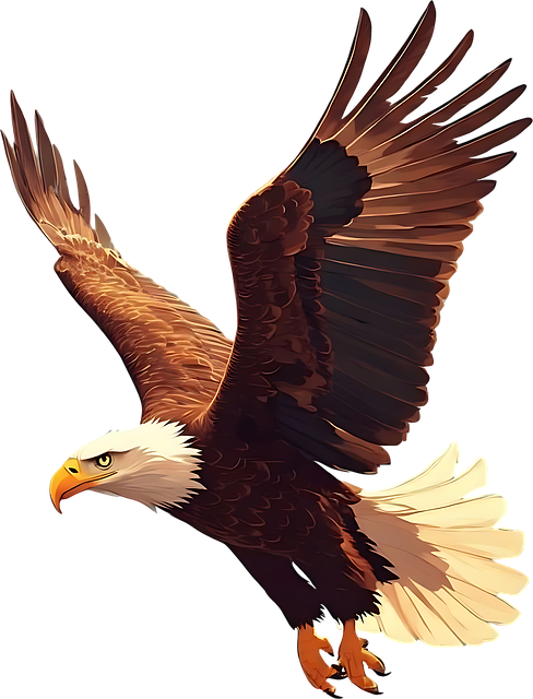 Free Bald Eagle Eagle illustration and picture