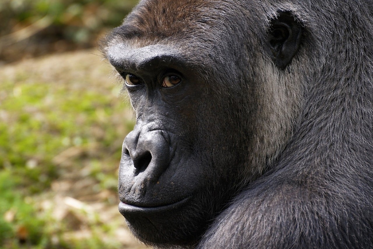 Gorilla - free online jigsaw puzzle photo