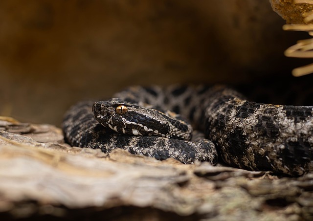 Viper, Natur, Schlange, Strand, Tier