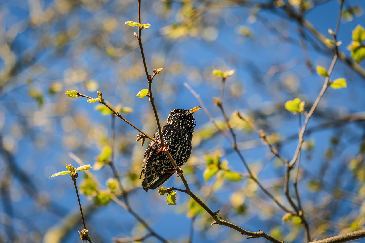 Bird Spring Starling - Free photo on Pixabay