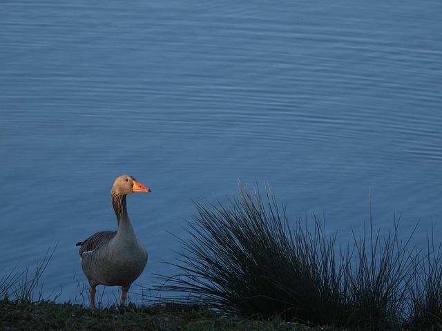 Graue Gans, Gans, Natur, Vogel, Ente