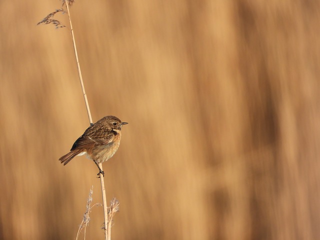 Rotbrüstige Schwarzkehlchen, Natur