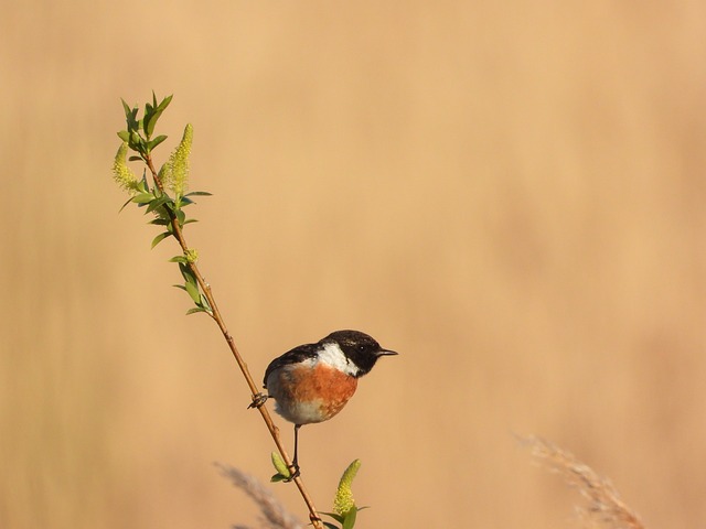 Rotbrüstige Schwarzkehlchen, Natur