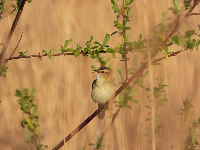 Rohrsänger, Vogel, Natur, Frühling