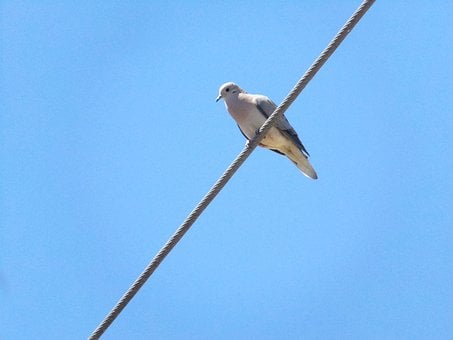 Paloma, Vogel, Feder, Sommer, Kabel