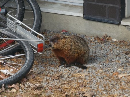 Murmeldyr, Groundhog, Jord, Græs, Plante