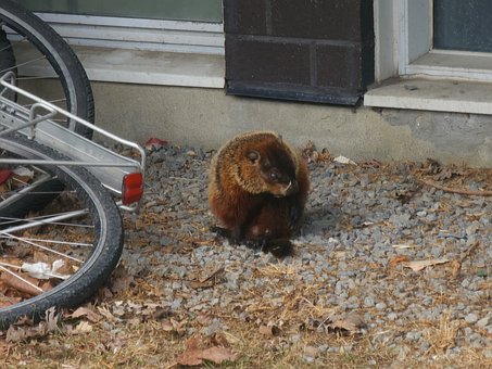 Murmeldyr, Groundhog, Jord, Græs, Plante