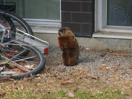 Murmeldyr, Groundhog, Jord, Græs, Plante