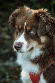 Free Dog Australian Shepherd photo and picture