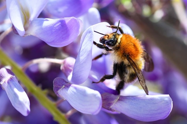 Bursion Insect Bourdon Orange Insect - Free photo on Pixabay