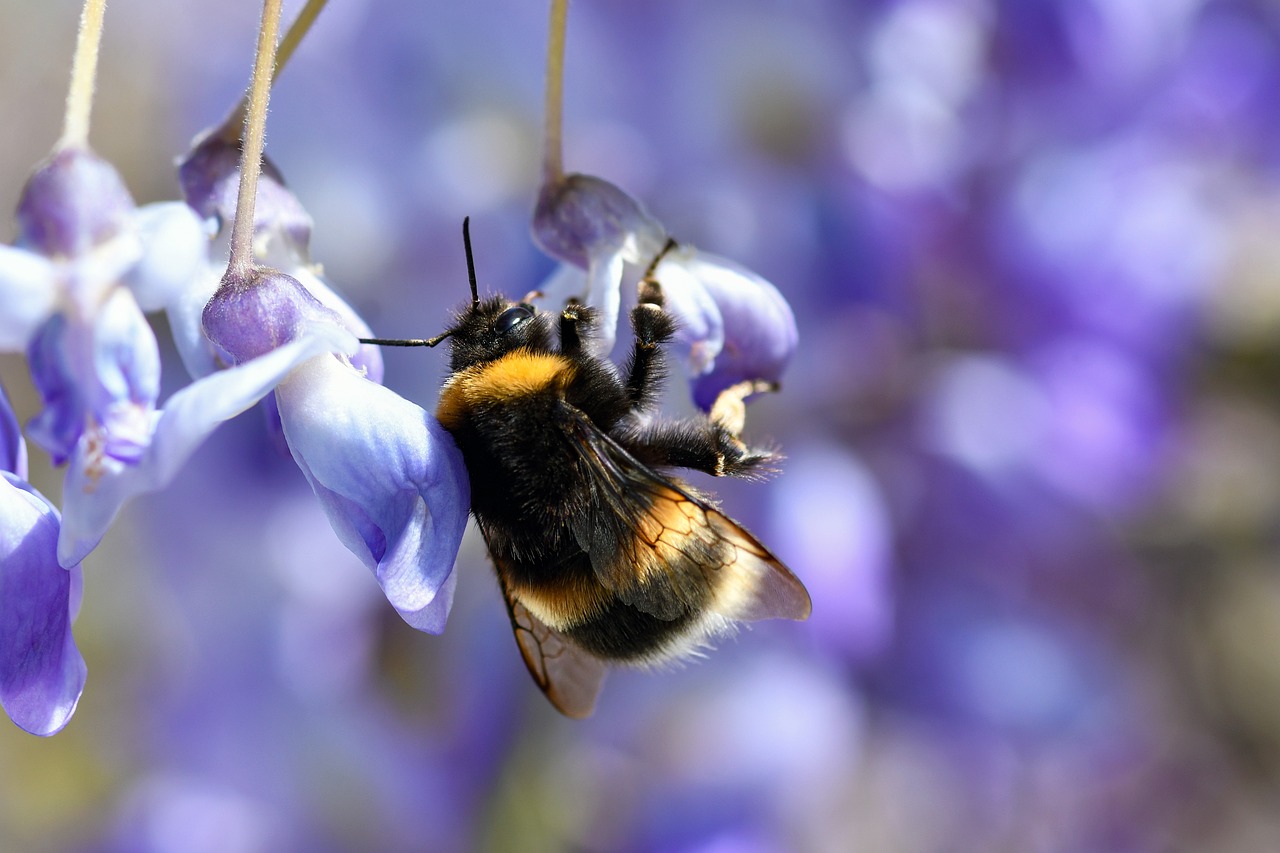 Bursion Insect Bourdon Insect Yellow - Free photo on Pixabay