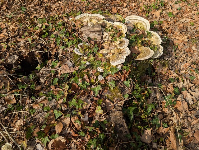Free Tree Nature photo and picture