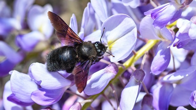 Free Bee Carpenter photo and picture