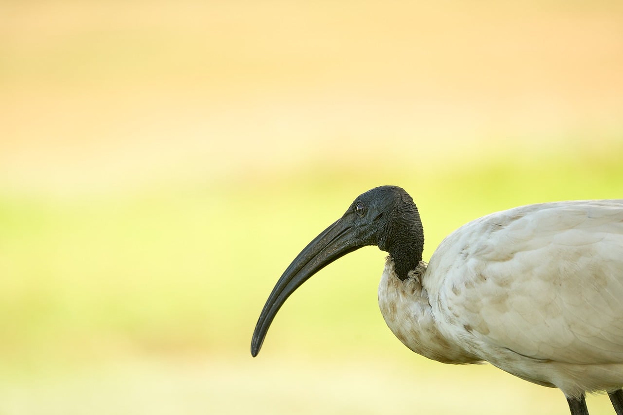 Ibis Bird Animal - Free photo on Pixabay