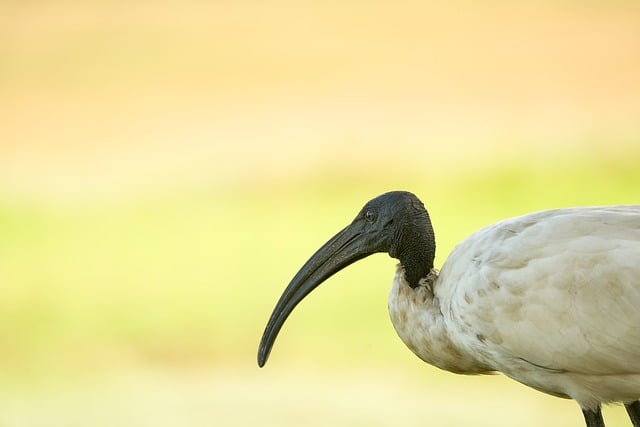 Ibis Bird Animal - Free photo on Pixabay