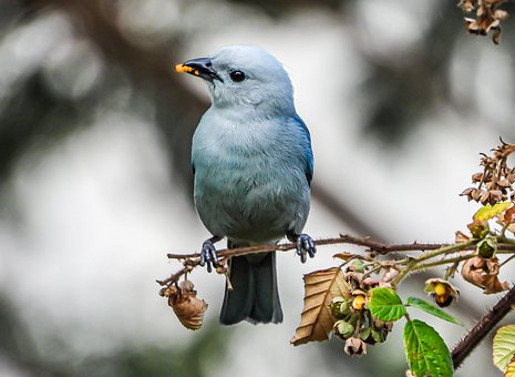 Free Bird Blue photo and picture