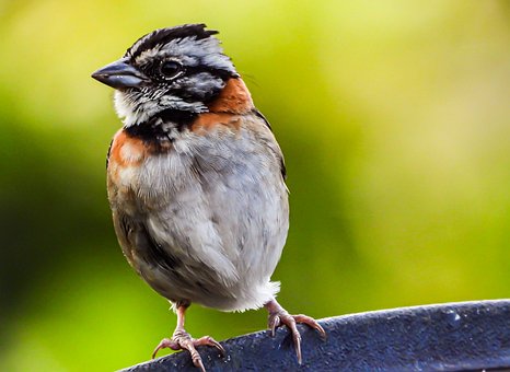 Free Nature Bird photo and picture