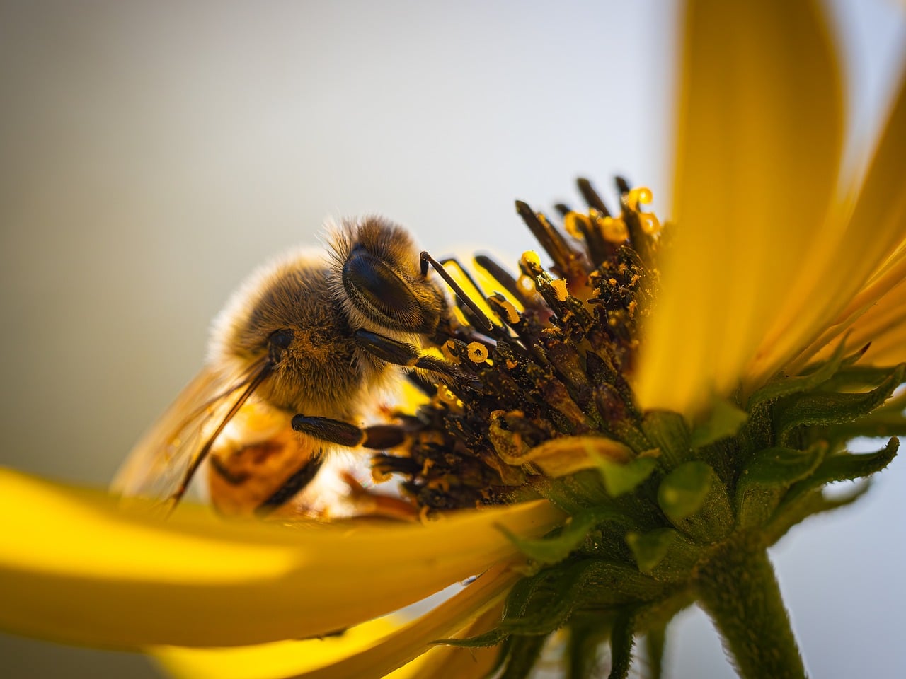 Bee - free online jigsaw puzzle photo