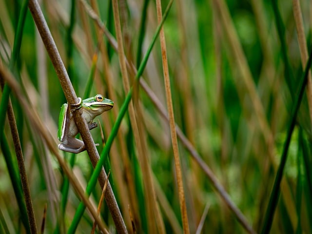 Free Frog Nature photo and picture