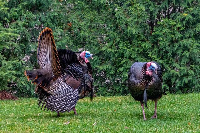 Free Turkey Nature photo and picture