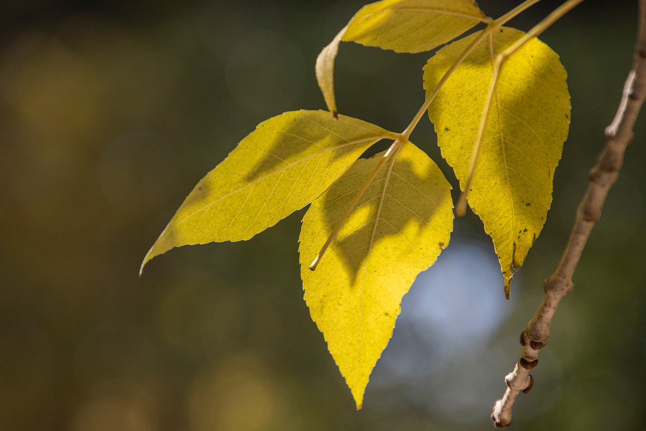 Leaves - free online jigsaw puzzle photo