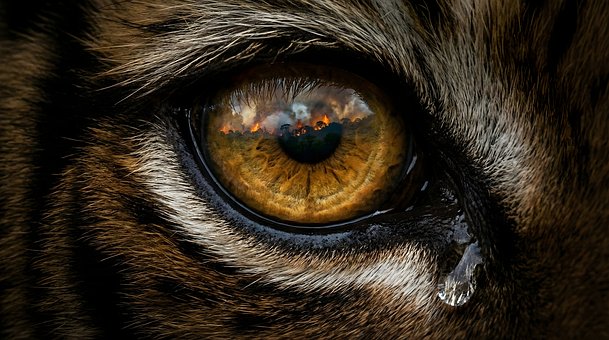 Tag Der Erde, Tigerauge, Brennender Wald
