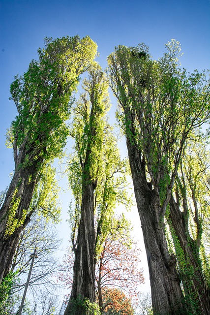Free Spring Trees photo and picture