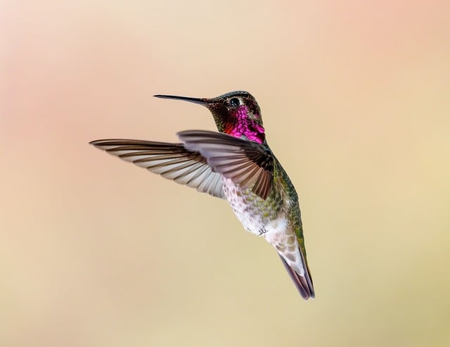 Free Anna Hummingbird photo and picture