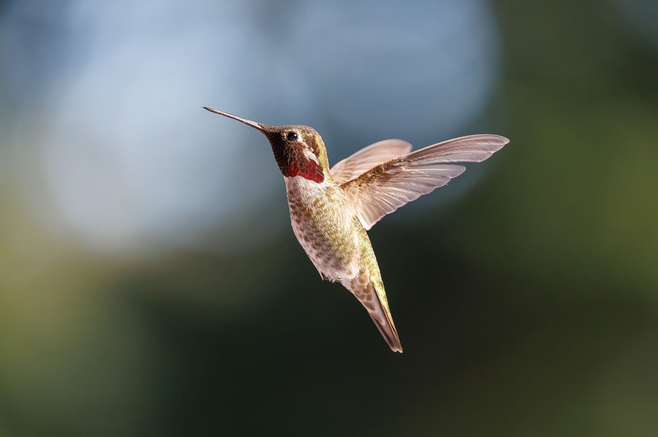 anna, hummingbird, bird, nature, wildlife, animal, plumage, avian, birdwatching, flight, wings, flying, male