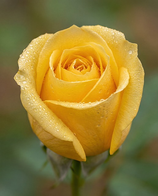 Free rose bloom nature illustration